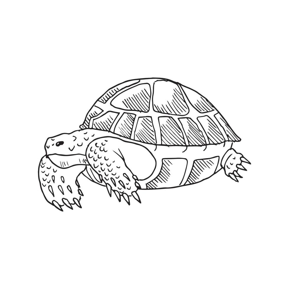 ilustración en estilo de tinta de arte de tortuga vector