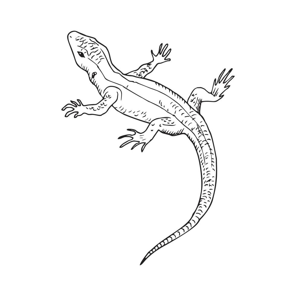 ilustración en estilo de tinta de arte de lagarto vector