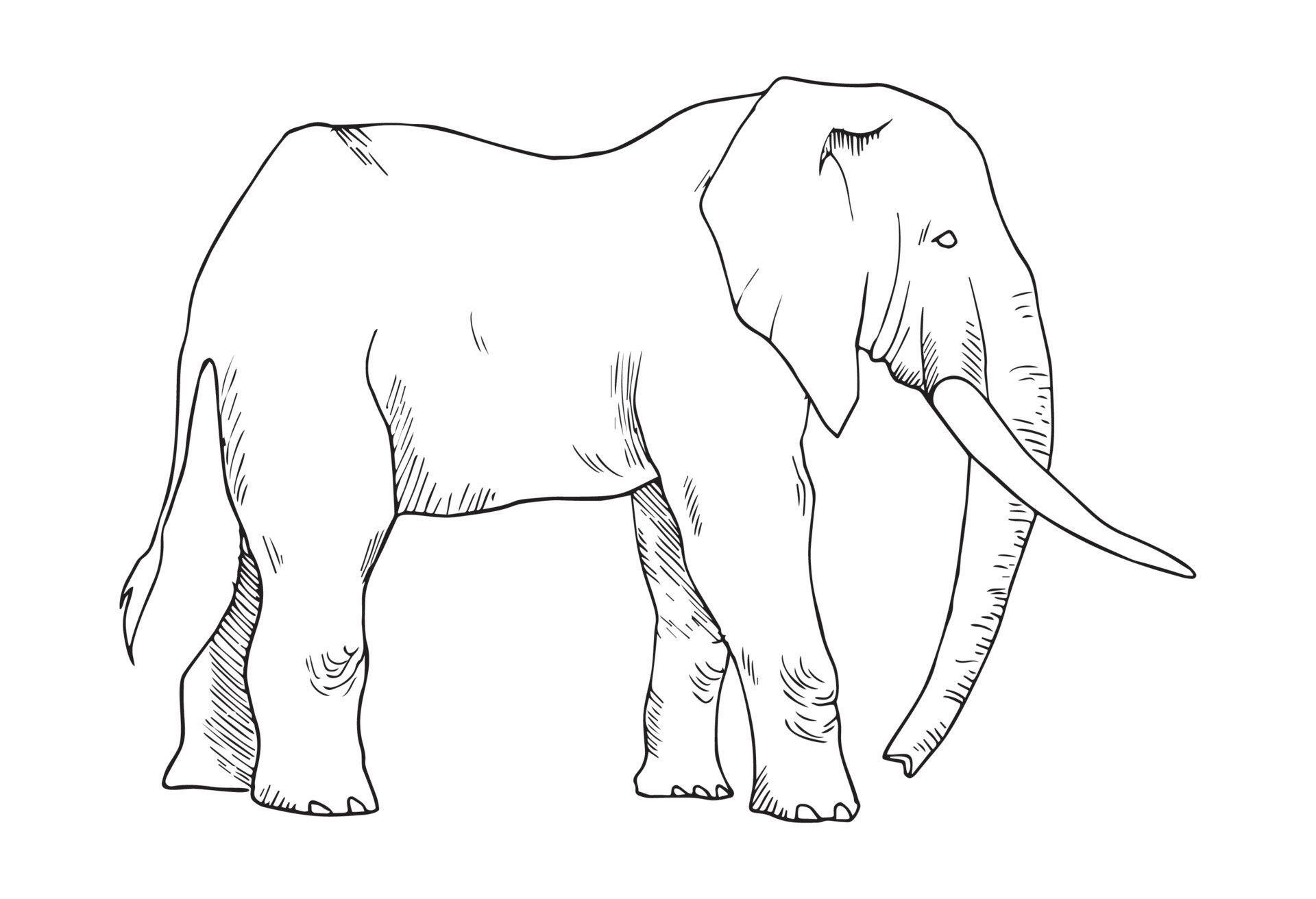 Illustration in elephant Art Ink Style 12979018 Vector Art at Vecteezy