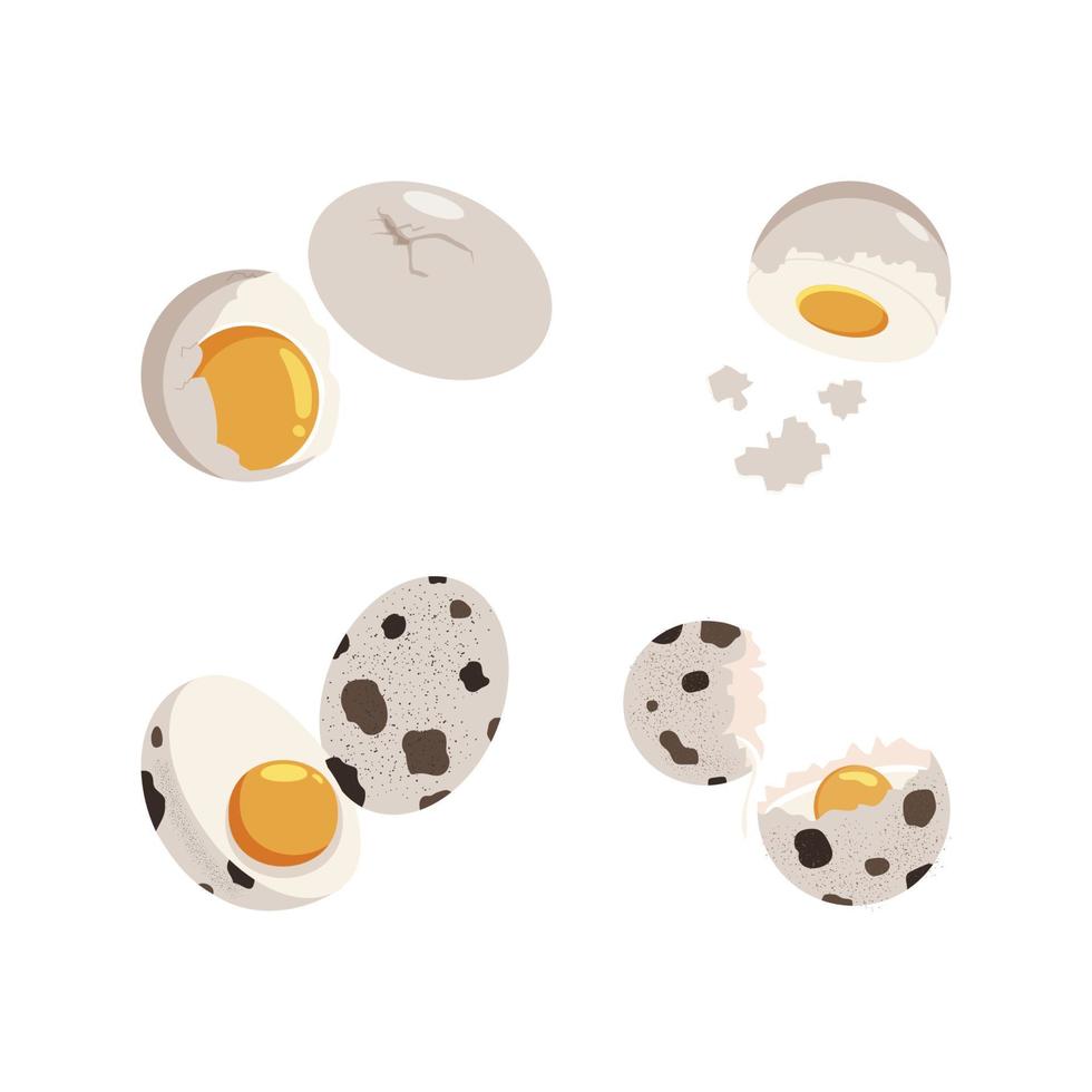 Set of chicken eggs vector