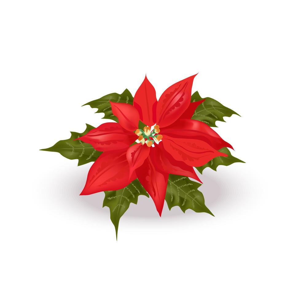 Beautiful Realistic Poinsettia. Christmas Flower. Bright Red Bethlehem Star Spurge Plant With Green Leaves for Prints, Decor vector