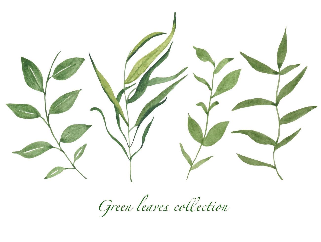 Collection of green watercolor isolated leaves vector