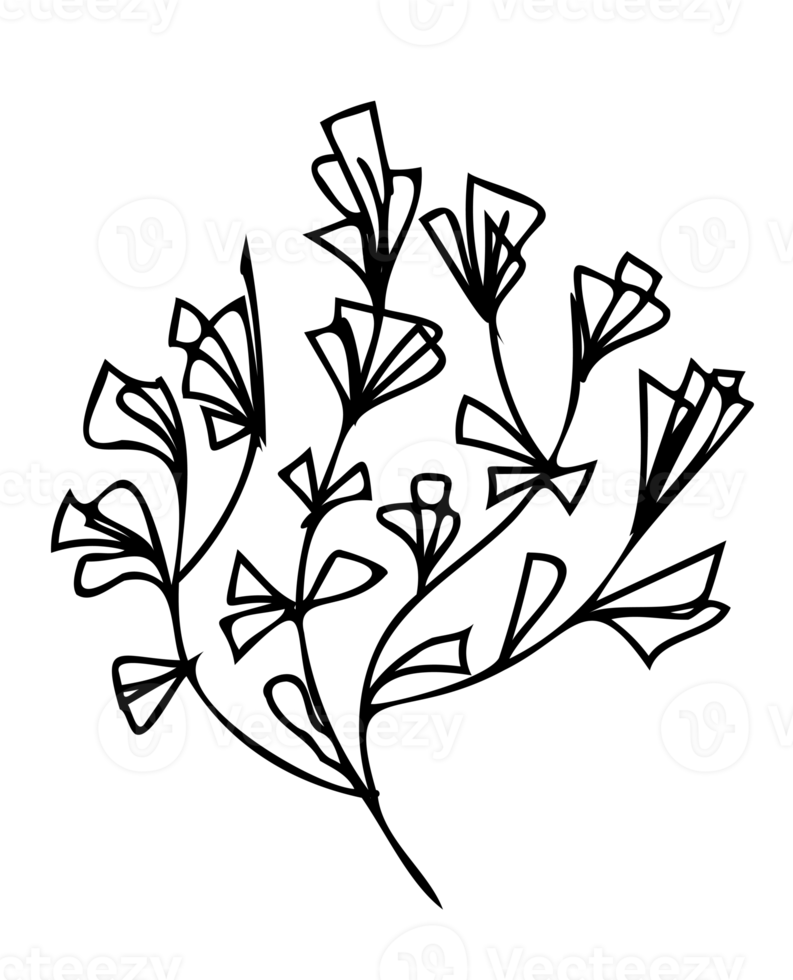 Strichzeichnungen Pflanzenillustration. Umriss florales Design. png mit transparentem Hintergrund.