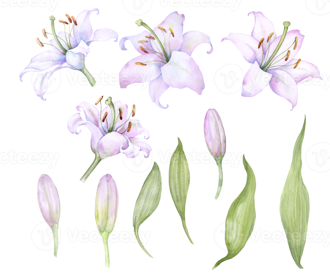 Set of elements flowers and buds white lilies, watercolor floral illustration png