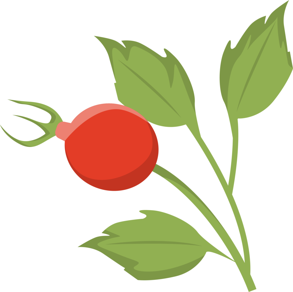 Rosehip branch with leaves. png