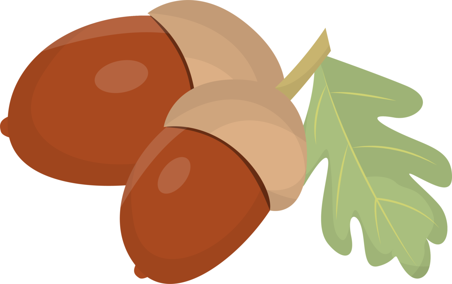 Oak acorns with leaves. png