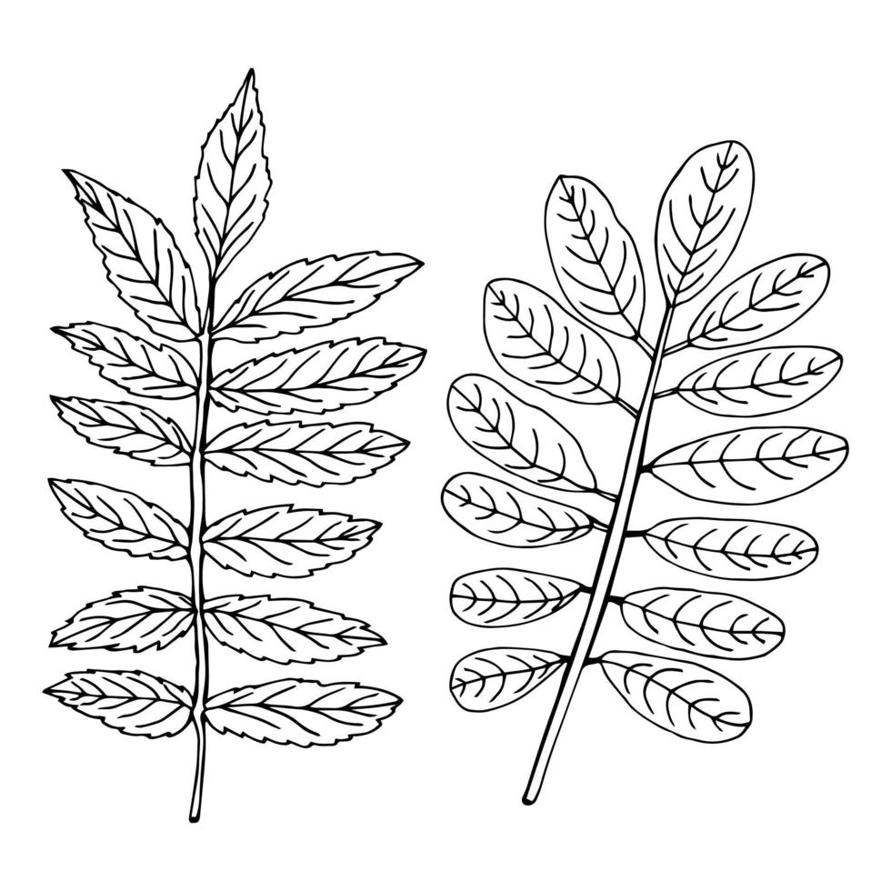 Hand drawn leaf of acacia isolated on white vector