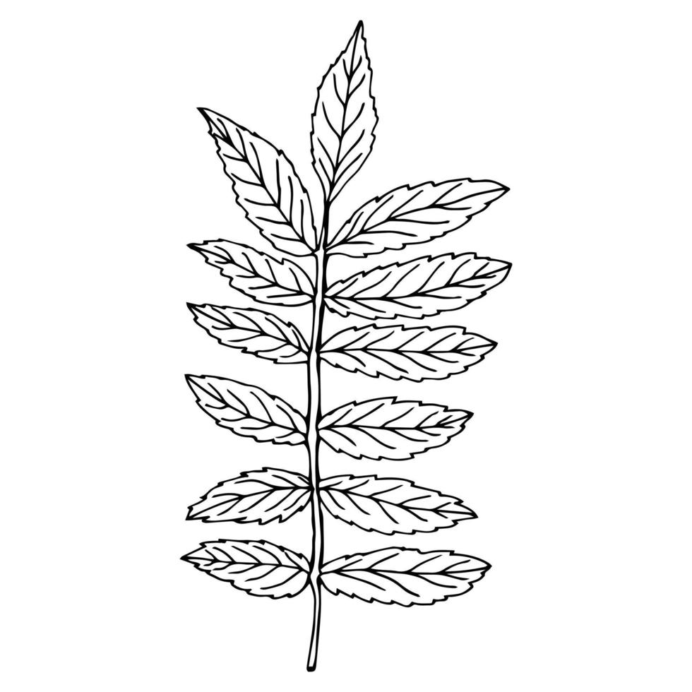 hoja gráfica de acacia en vector. vector