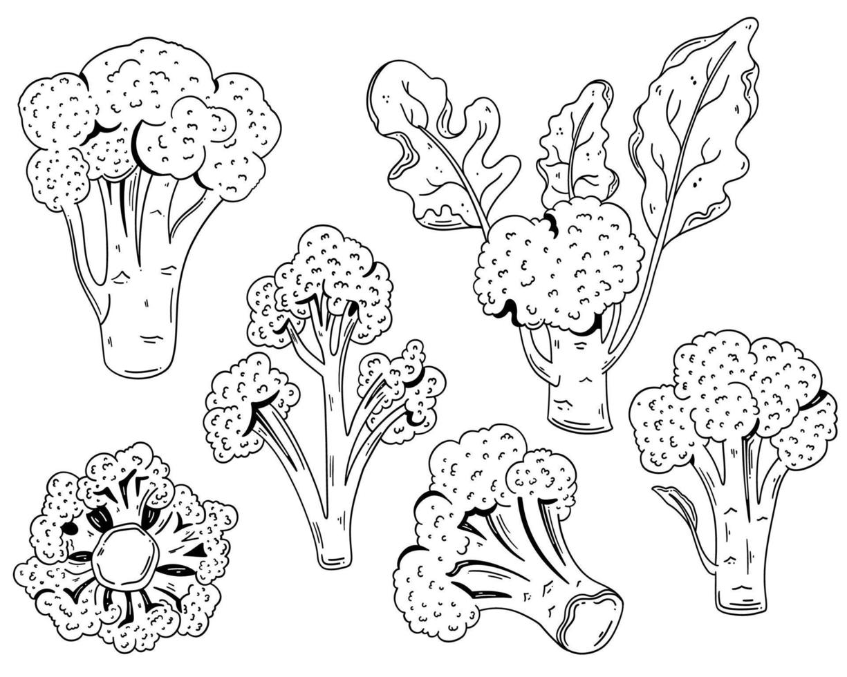 Broccoli hand drawn vector illustrations. Vegetable engraved style objects. Isolated Broccoli set. Detailed vegetarian food drawing. Farm market product
