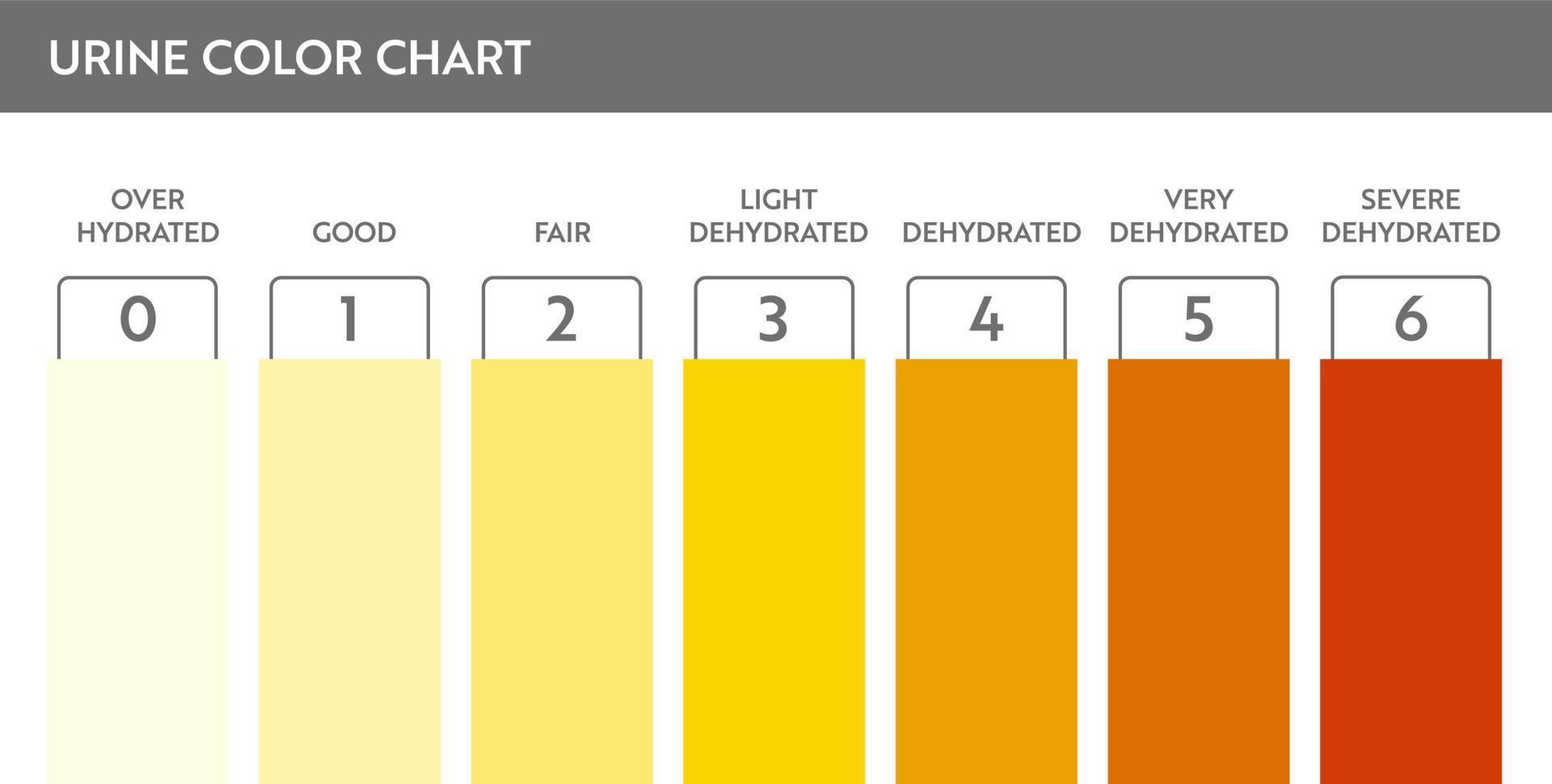 Urine color chart. Pee hydration and dehydration test strip. Vector design for medical education poster.