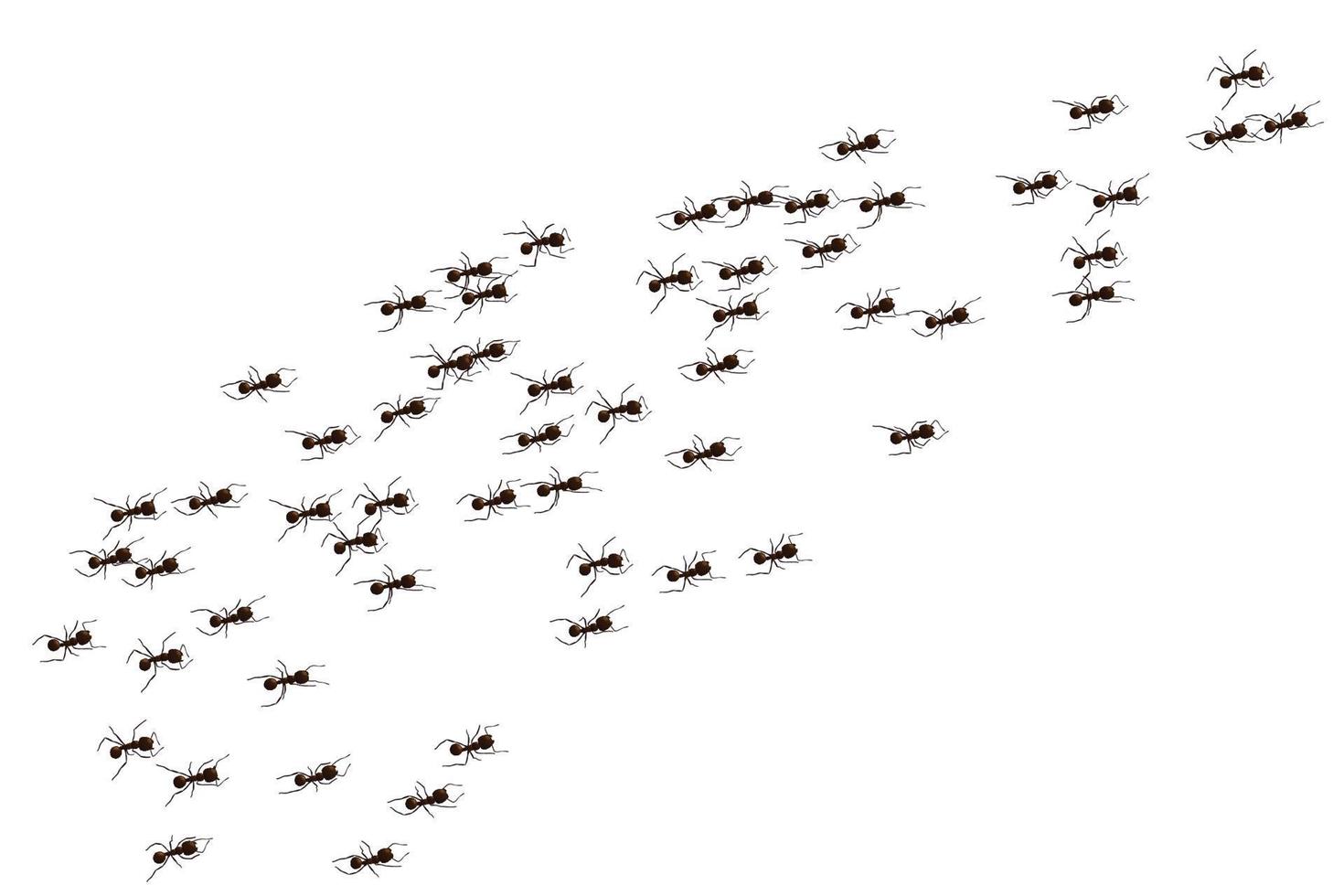 Black ant trail. Working insect curve group silhouettes isolated. Vector illustration.