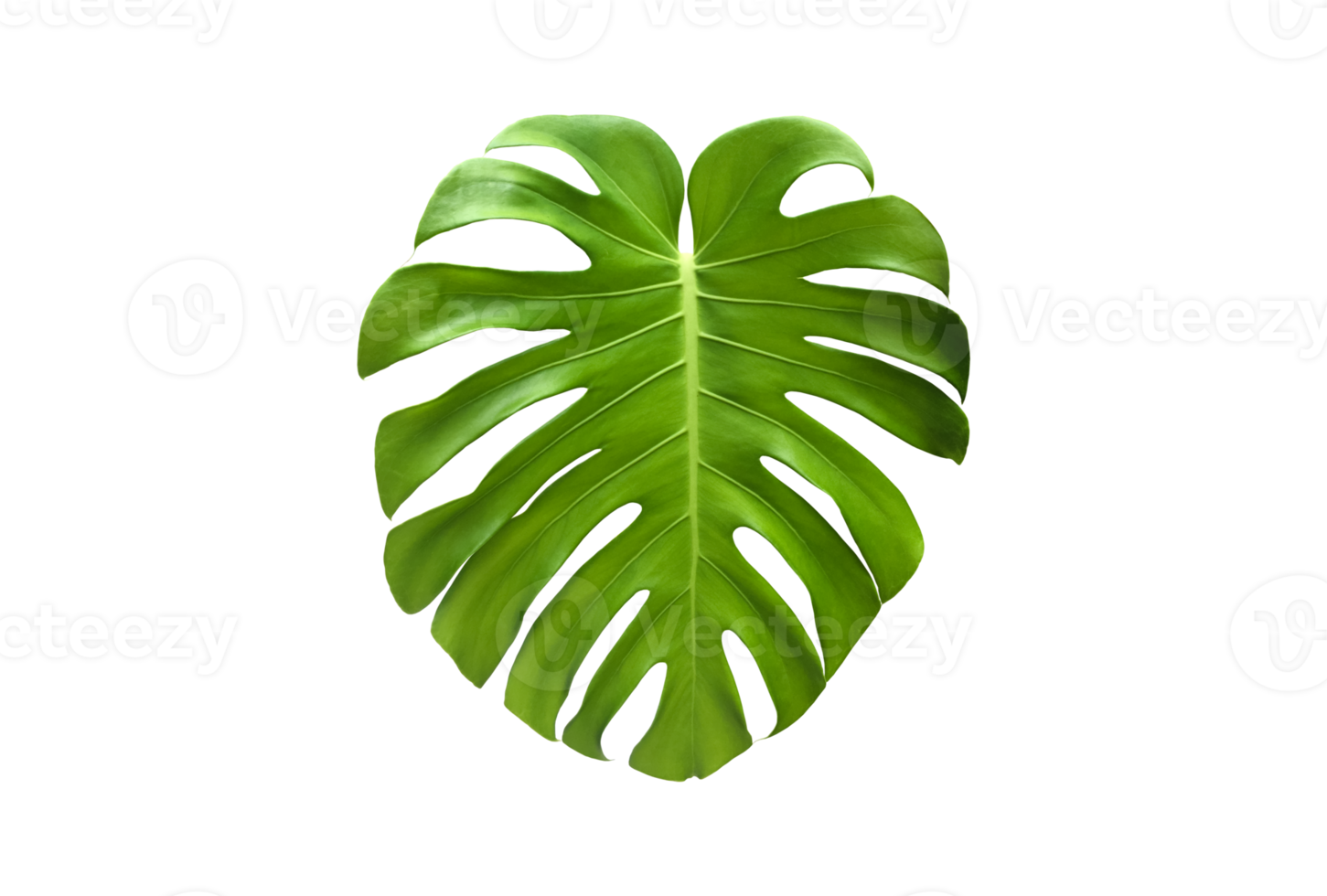 Isolated monstera deliciosa leaf with clipping paths. png