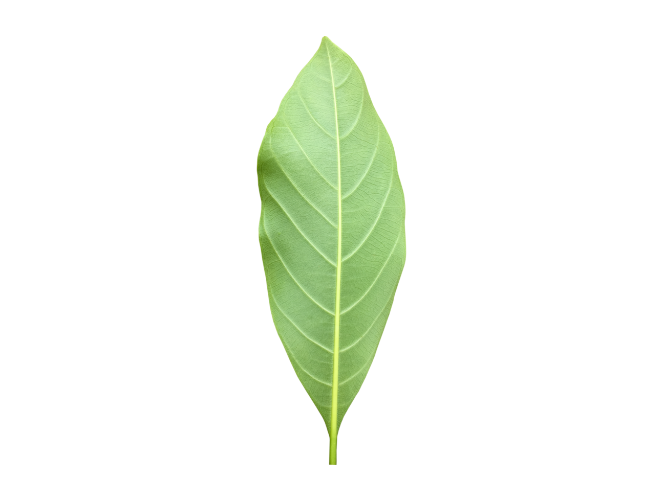 Isolated back surface of green jackfruit leaf with clipping paths. png