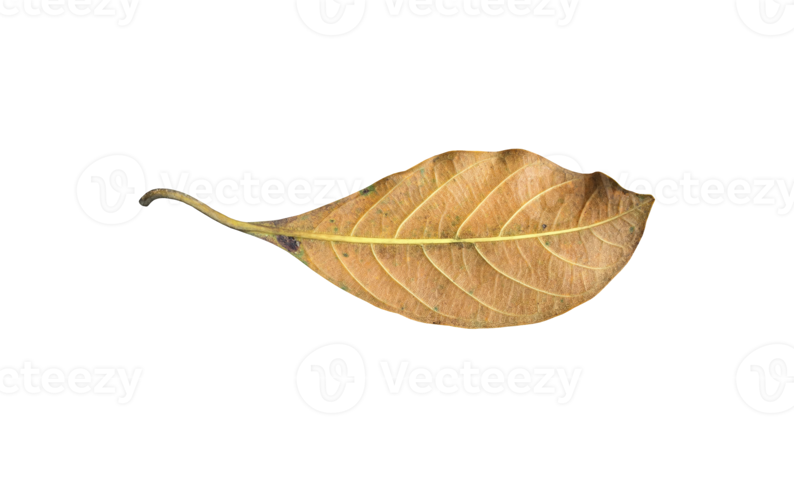 surface arrière isolée de la feuille de jacquier vert avec des chemins de détourage. png