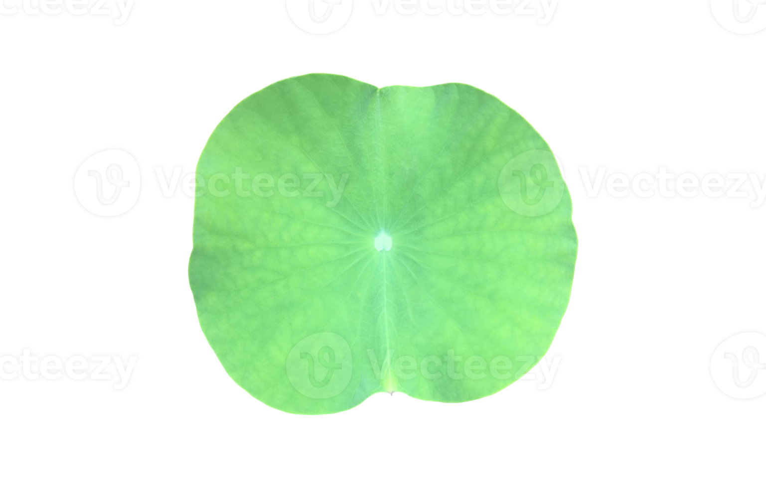 Isolated waterlily or lotus plants with clipping paths. png