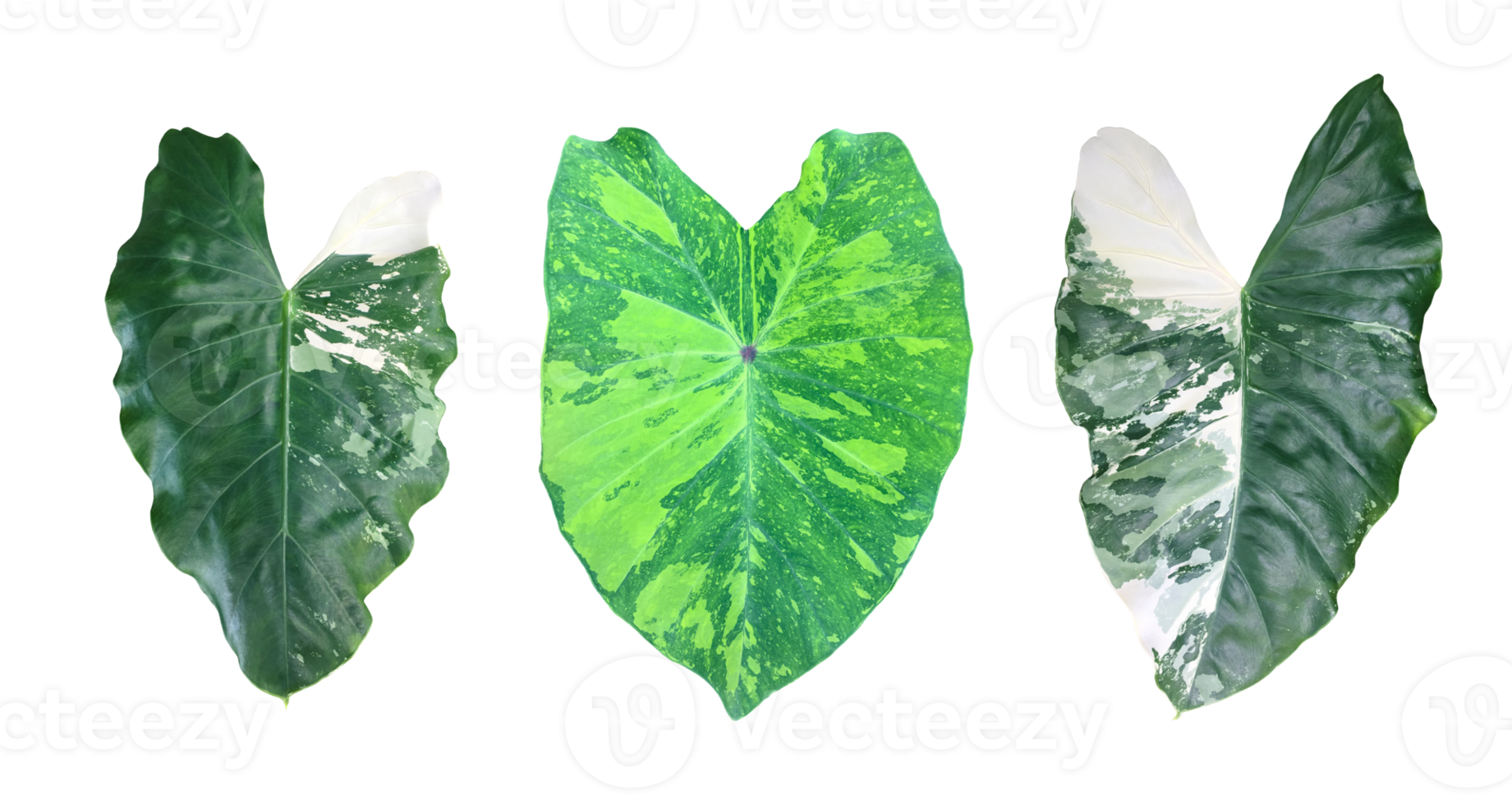 Isolated colocasia morning dew leaf and colocasia milky way leaf with clipping paths. png