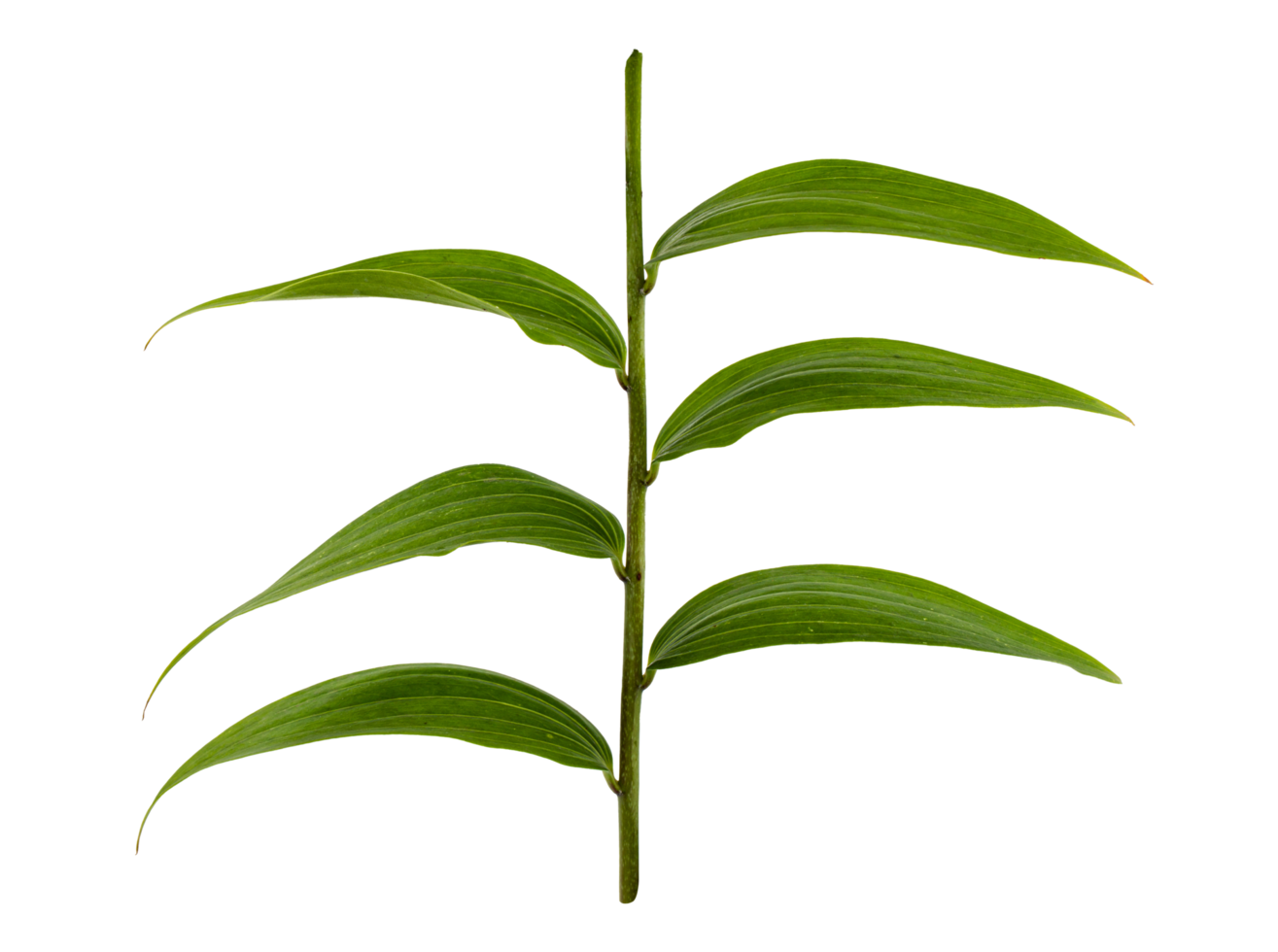 feuille verte d'un lys png