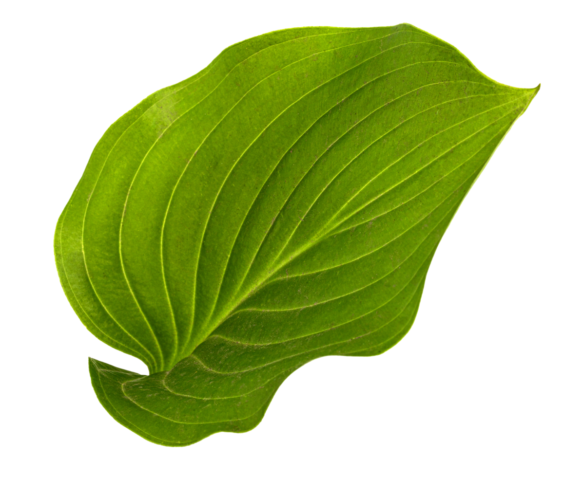 green leaf of hosta flower also funkia family png