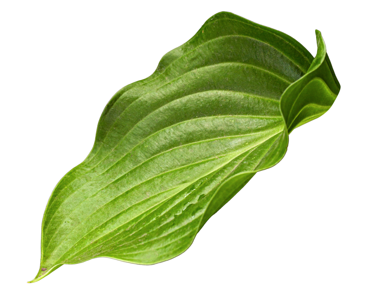 green leaf of hosta flower png