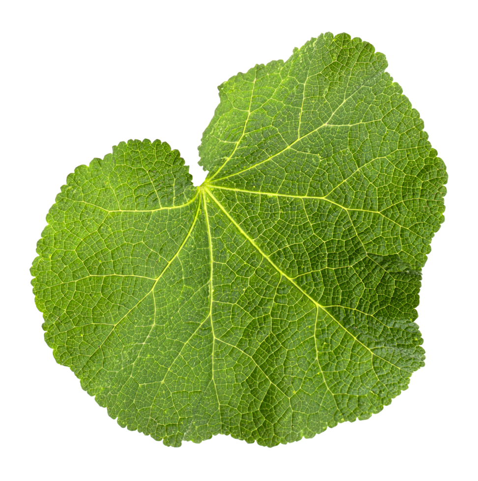 green leaf of mallow png