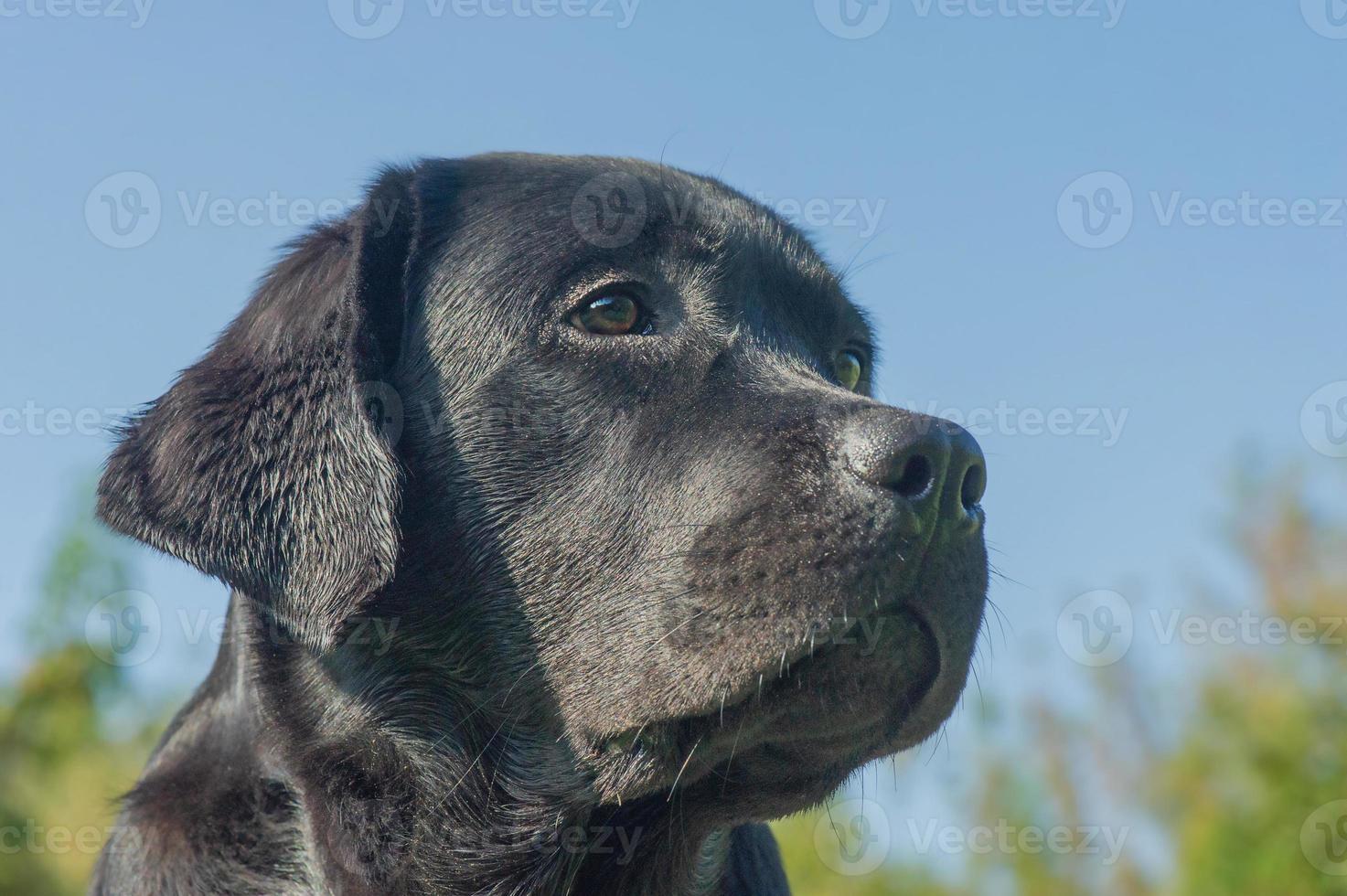 Black Labrador retriever dog on a blue sky background. Portrait of a puppy. photo