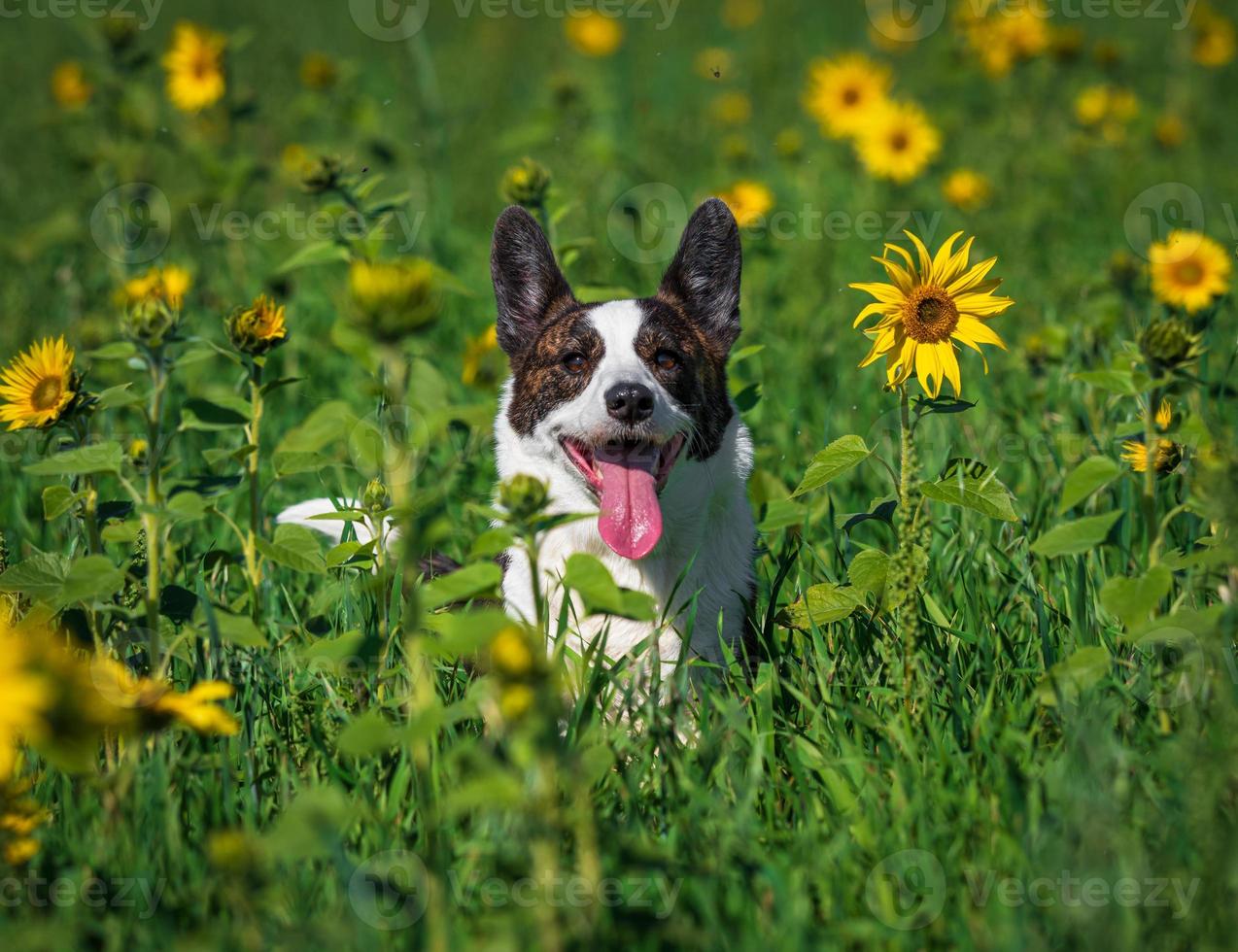 Corgi dog playing in a field of yellow sunflowers photo