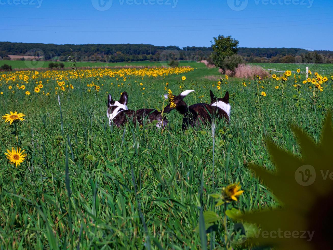 Corgi dog playing in a field of yellow sunflowers photo