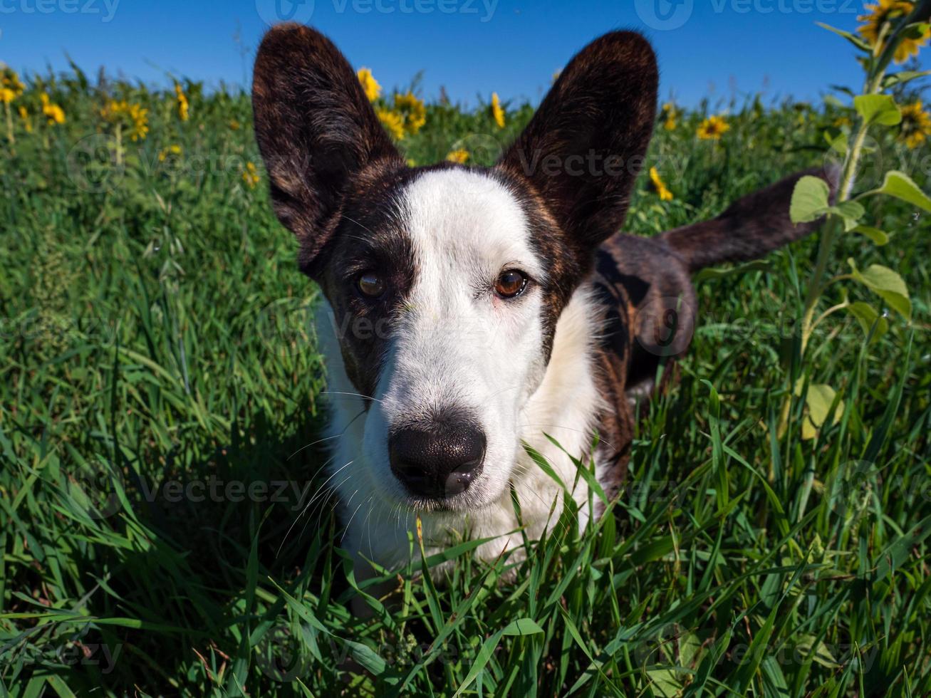 Corgi dog playing in a field of yellow sunflowers photo
