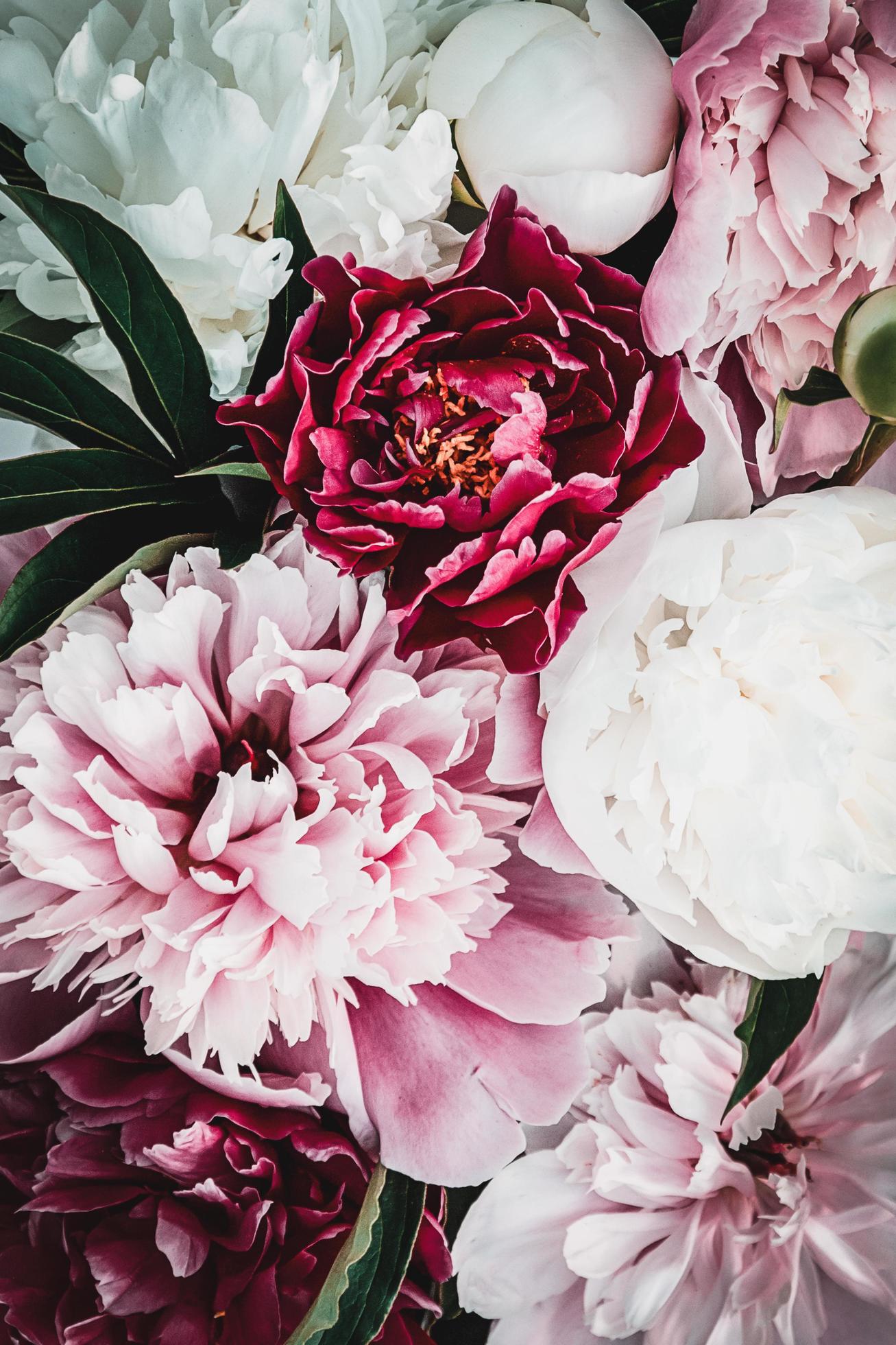 Peony flower background, summer flowers bouquet texture, overhead view