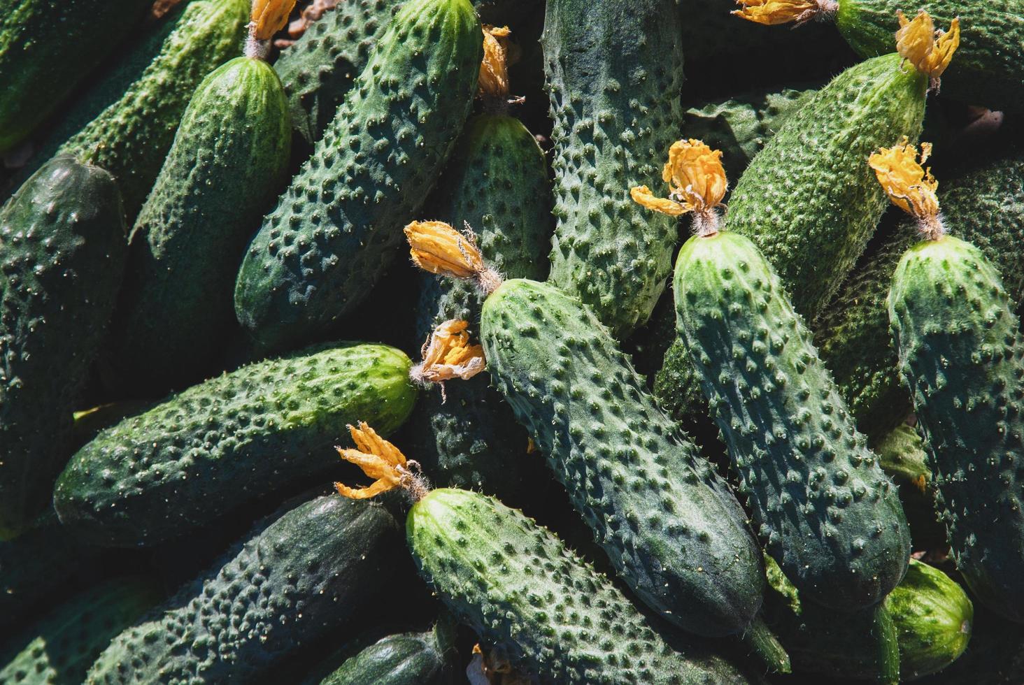 Harvested cucumbers in pile, whole cucumbers as food vegetable background, natural light photo