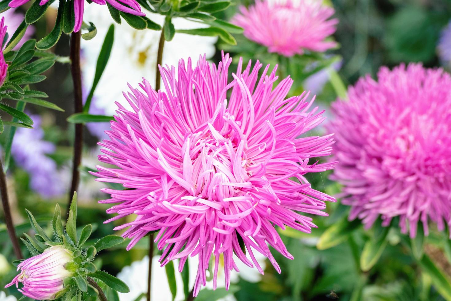 aster de china, callistephus chinensis flores rosas y blancas en el jardín foto