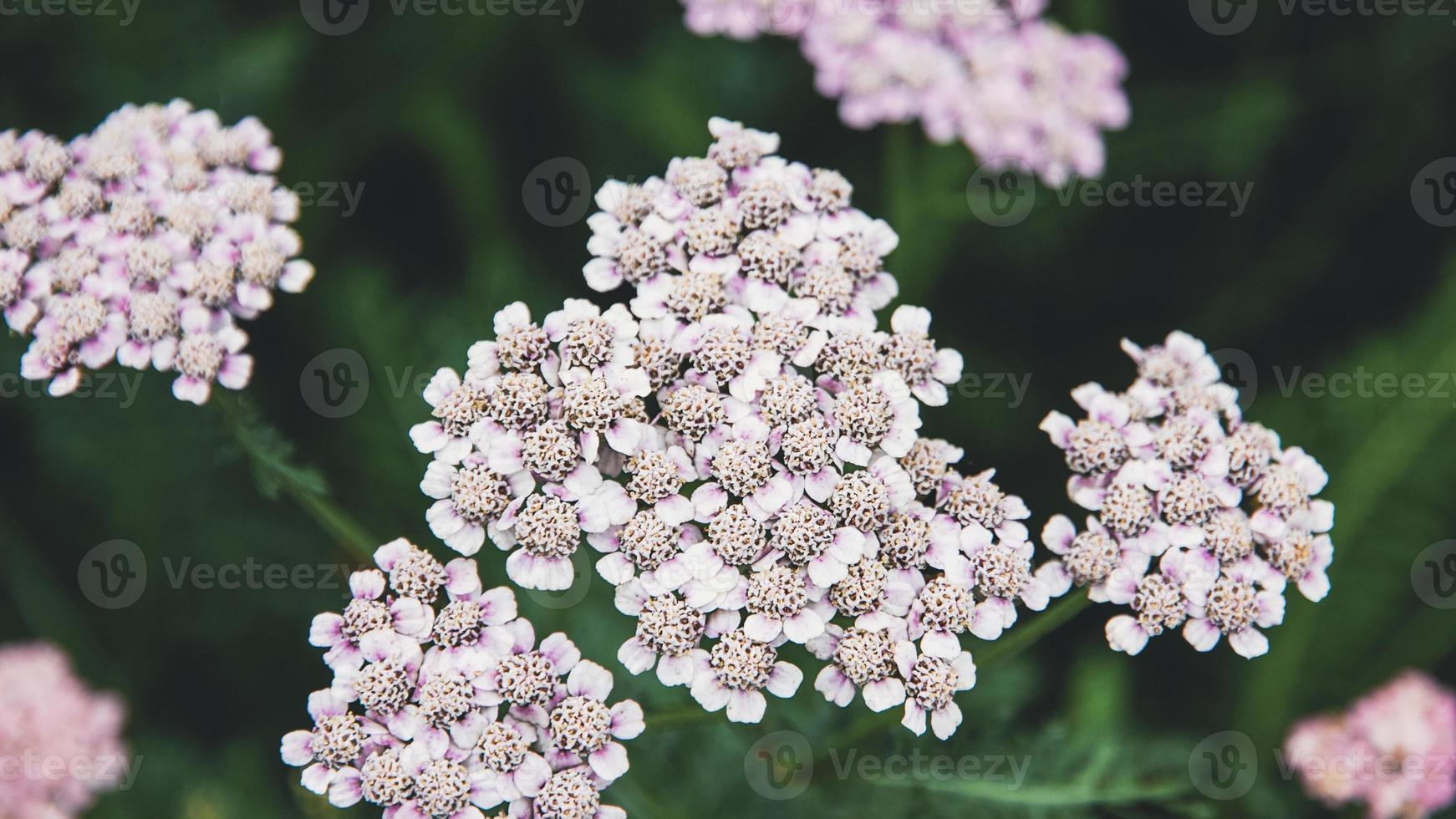 Yarrow pink white flowers Achillea blooming plants in field photo