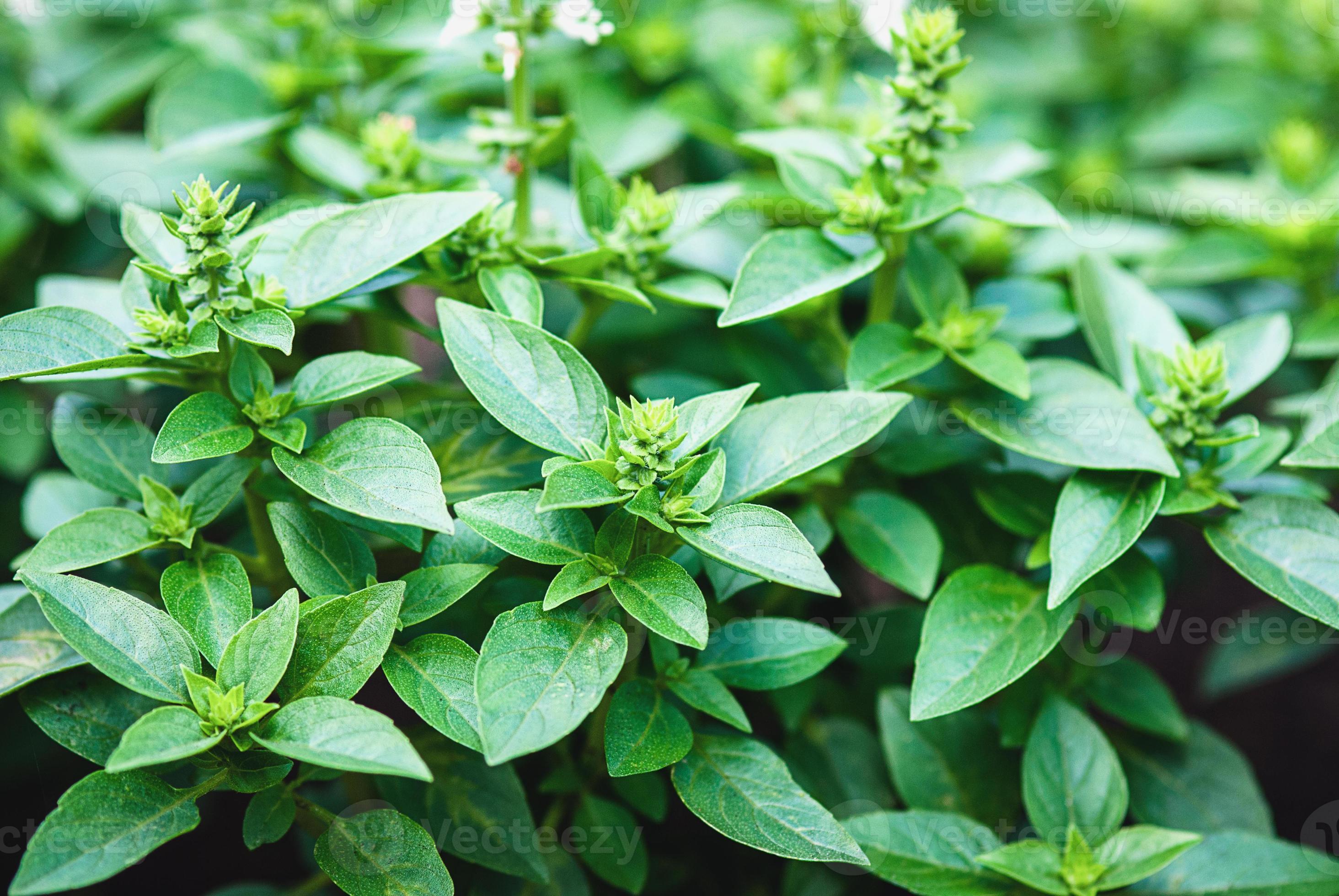 Greek basil plants blooming in the herb garden, basil growing outdoors