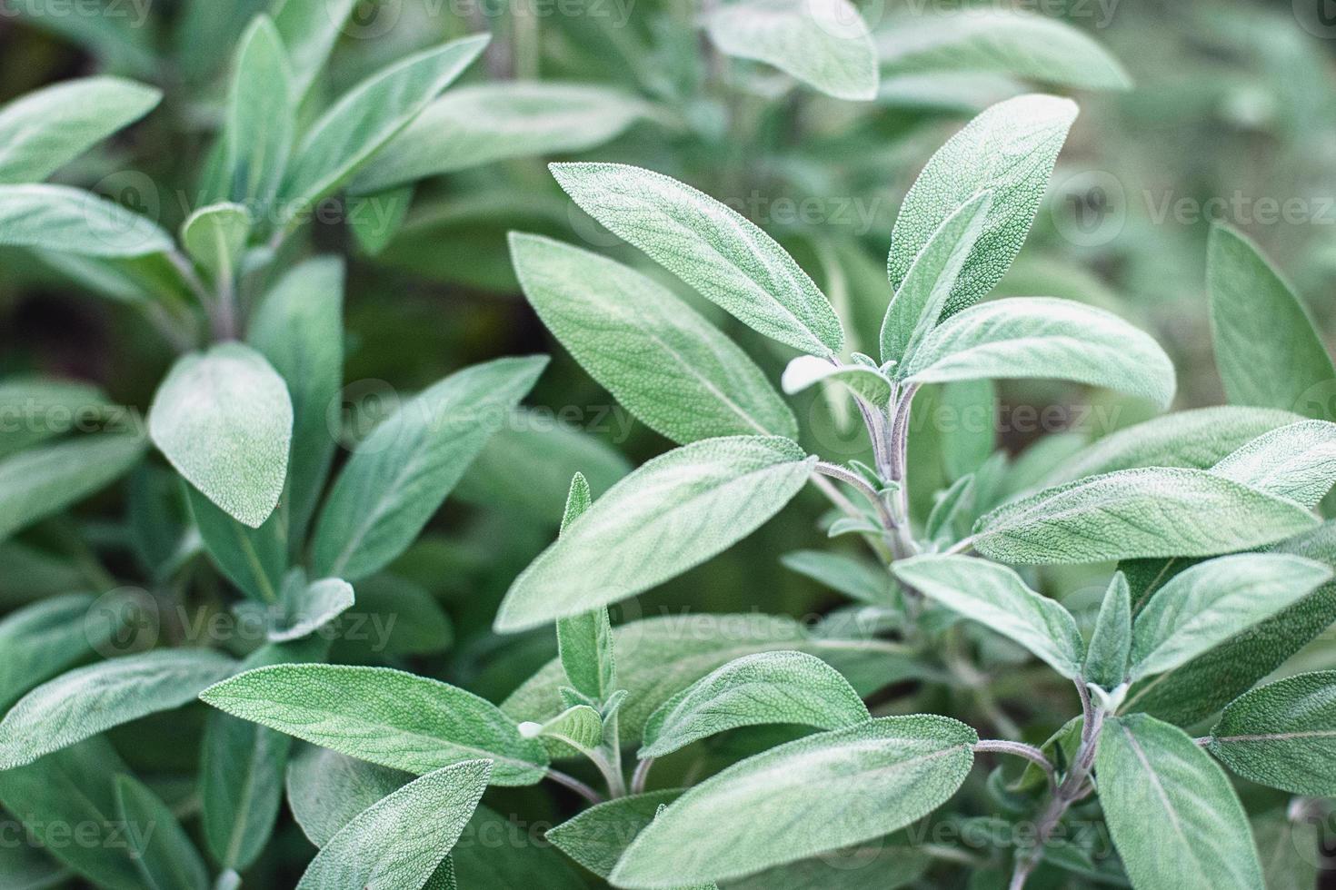 salvia que crece en el jardín, salvia officinalis plantas medicinales primer plano foto