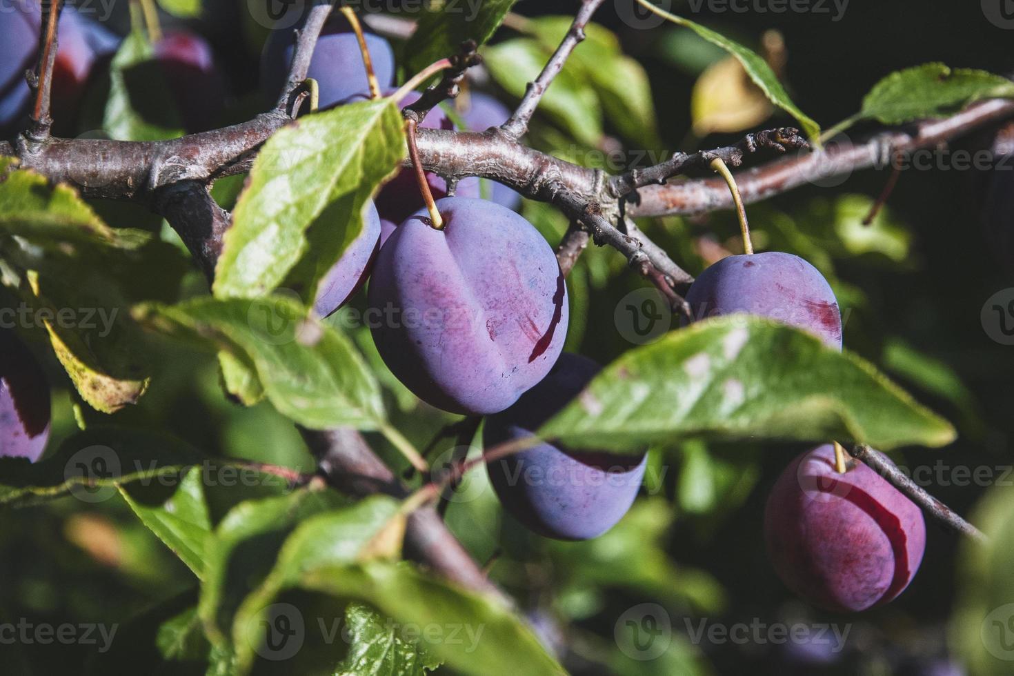 Blue plums growing on tree brunch in the garden photo