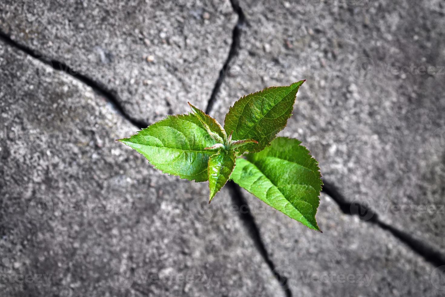 Small tree sprouted from the rock, new life, hope, resilience, green plant growing in stone photo