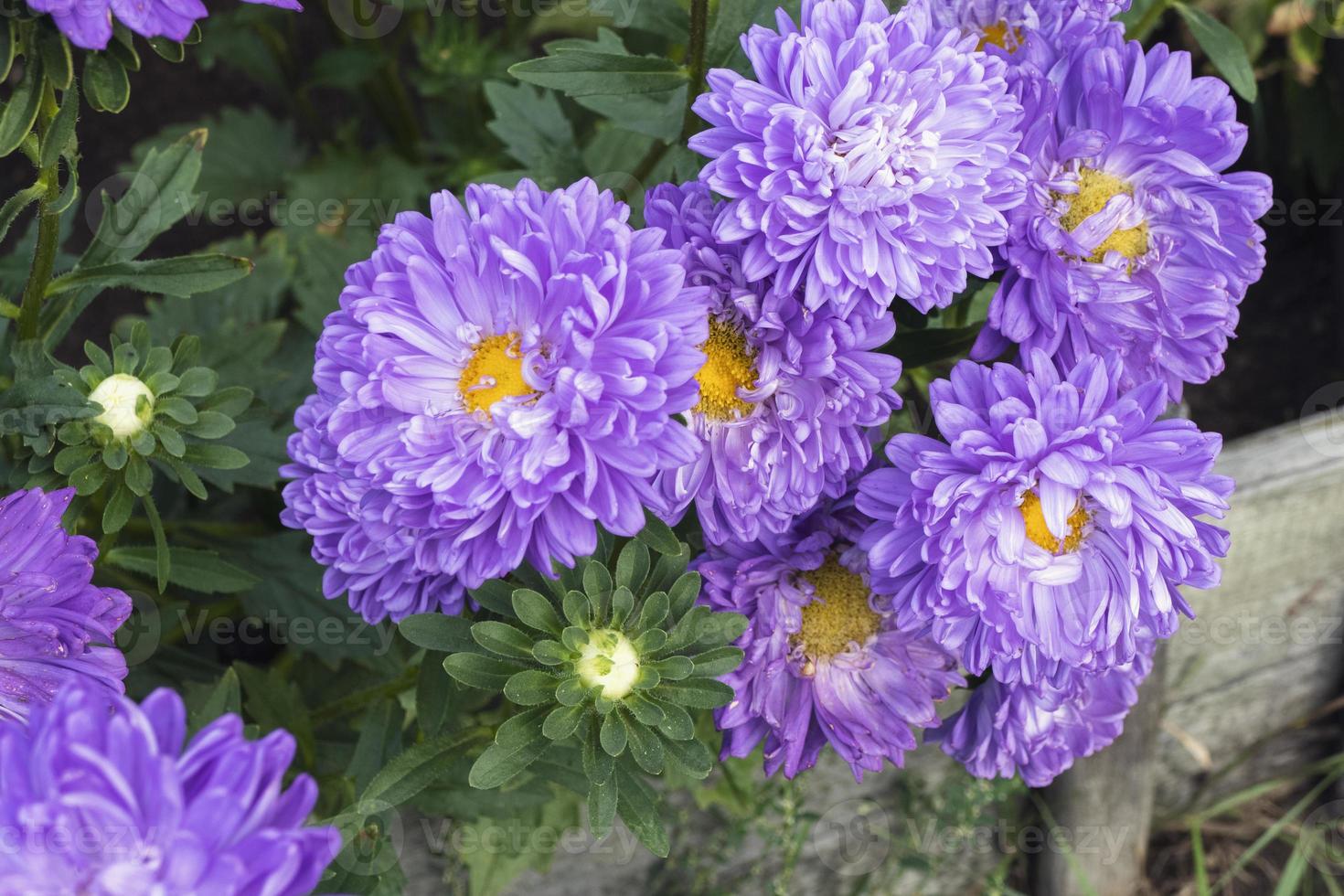 aster de china, callistephus chinensis flores moradas en el macizo de flores del jardín foto