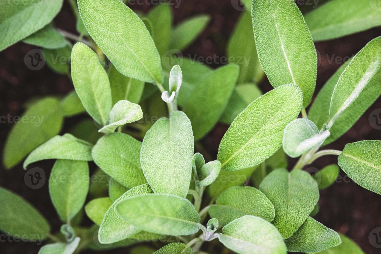 Garden Sage, Salvia officinalis plants growing in herb garden photo