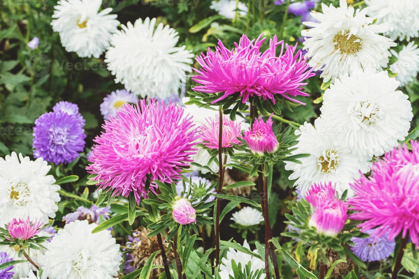 flores de aster que florecen en el jardín, callistephus chinensis en otoño foto