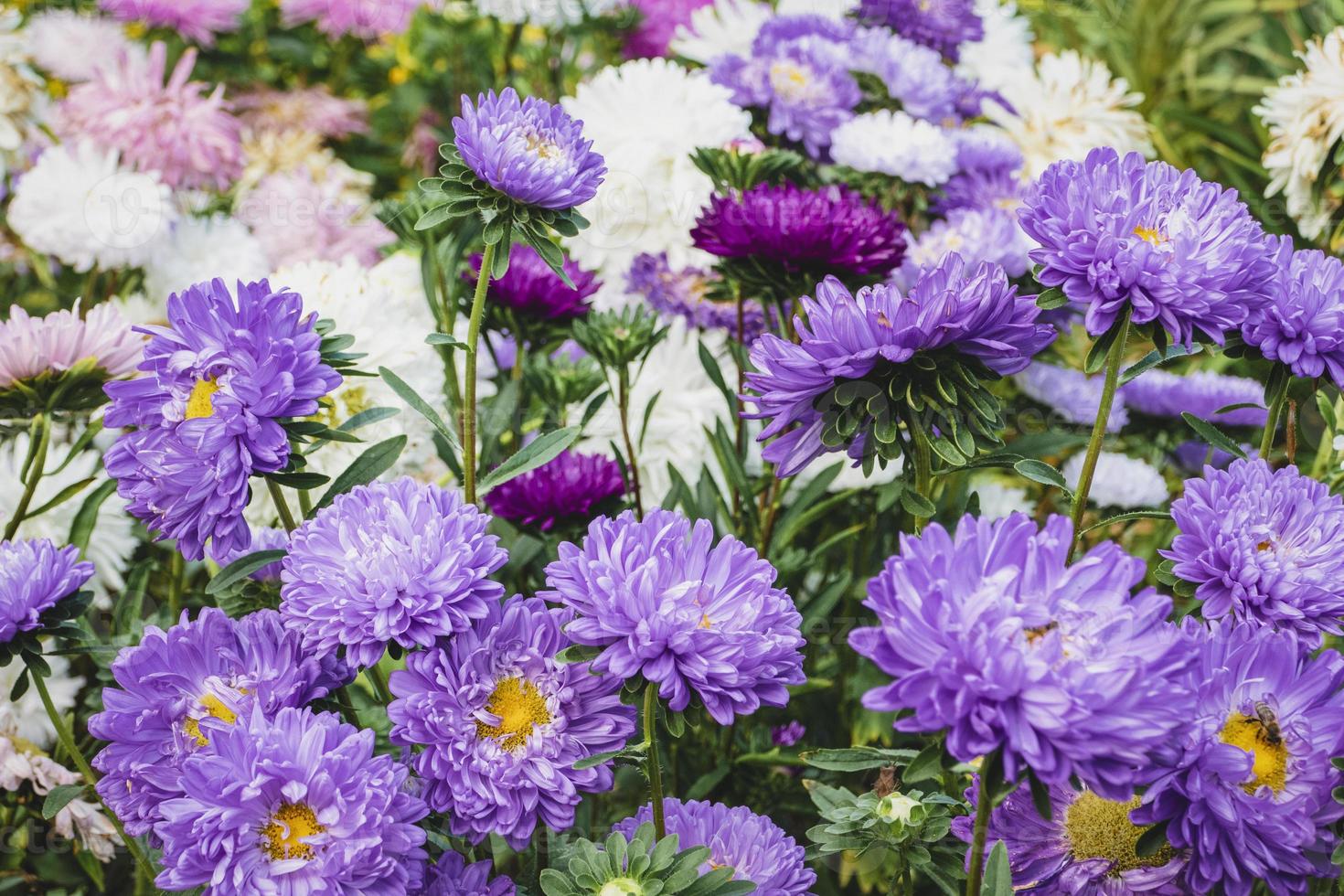 Aster flowers growing in the garden, many Callistephus chinensis plants in flowerbed photo