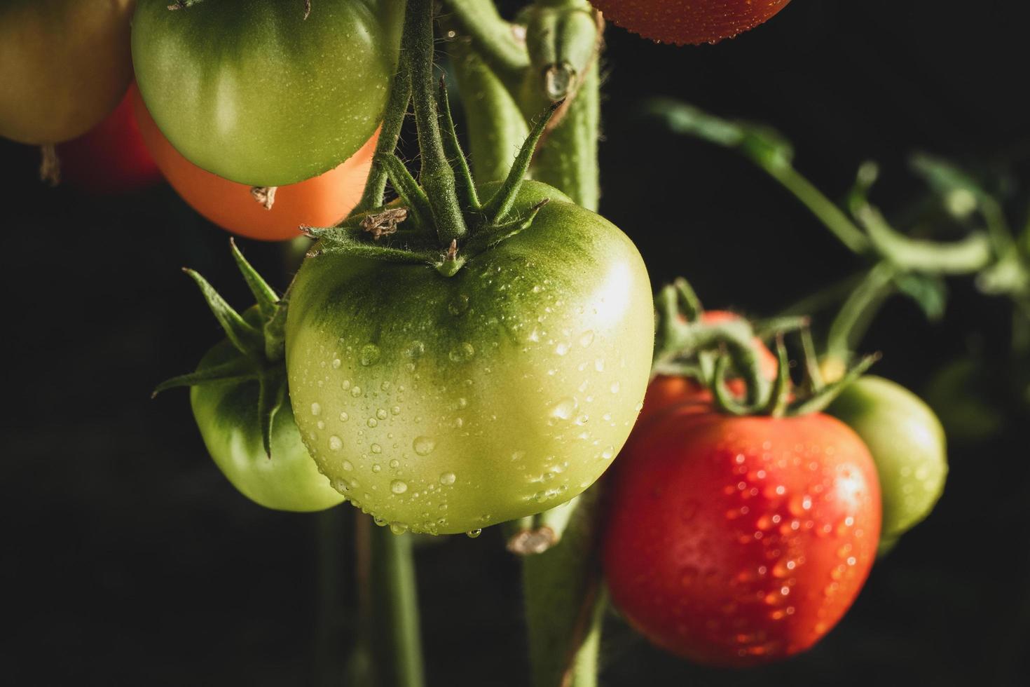 tomates en vid, tomates verdes y rojos con gotas de agua después de la lluvia foto