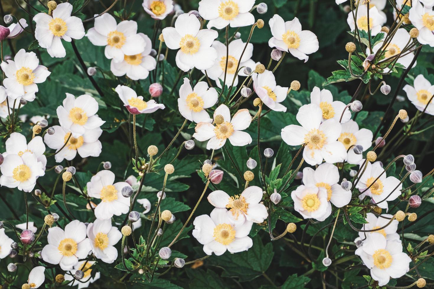 Anemone Japonica blooming, Grape Leaf Anemone plant flowering in the garden photo