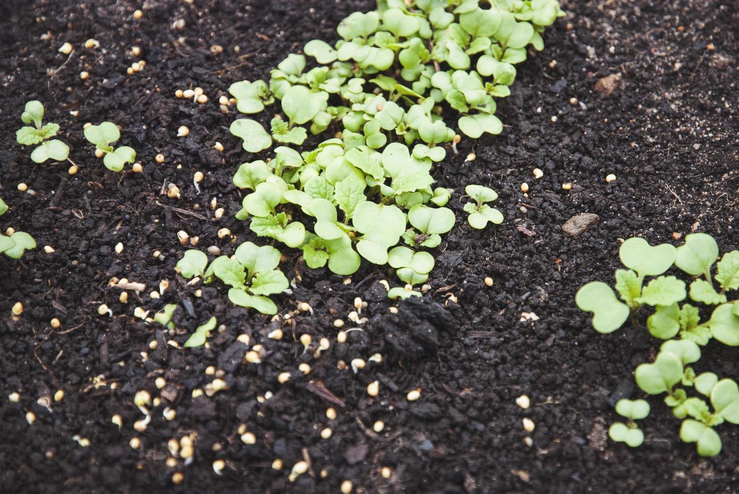 Mustard plants and seed on the ground, green manure Sinapis alba seedlings in the garden photo