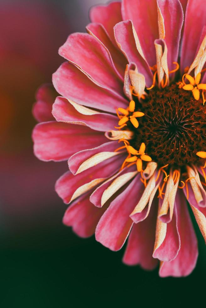 Pink red zinnia flower closeup, natural macro background, copy space photo