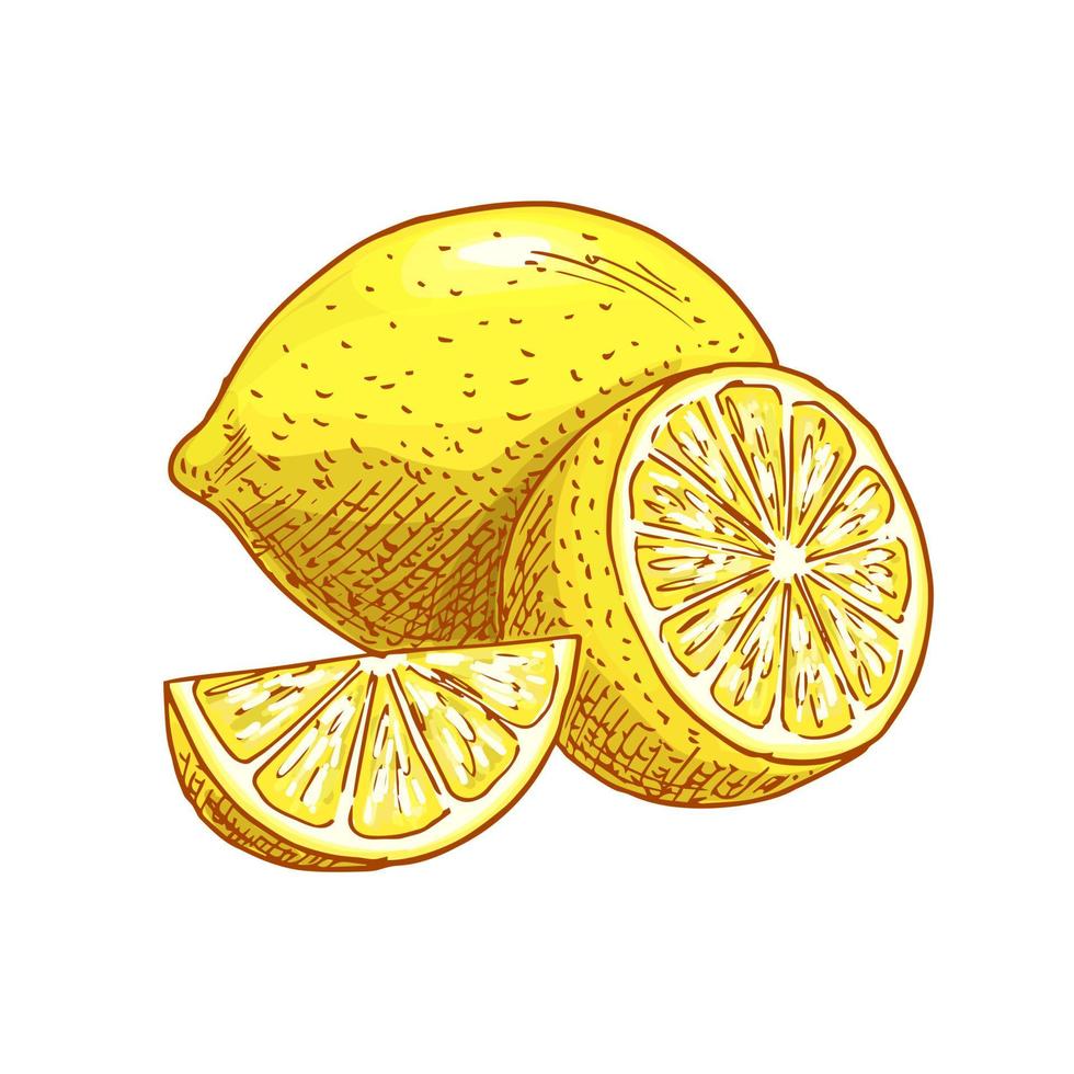 Lemon fruits sliced vector sketch icon