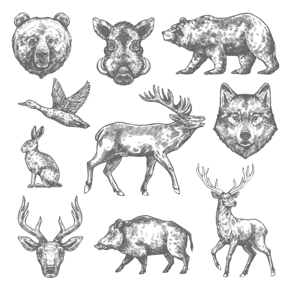 boceto vectorial iconos de animales salvajes para la caza o el zoológico vector