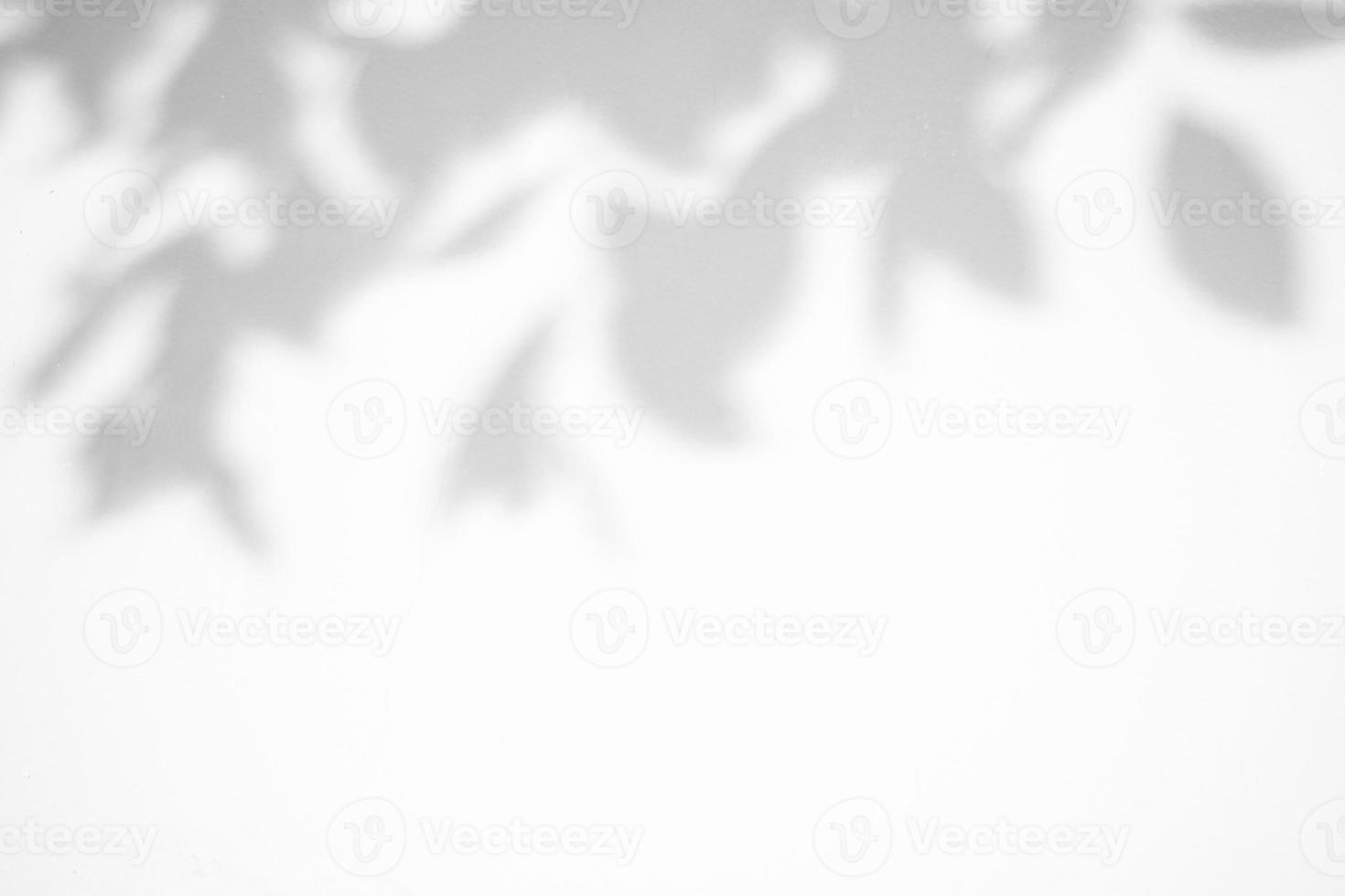 Abstract natural tree leaves shadow on white wall background photo