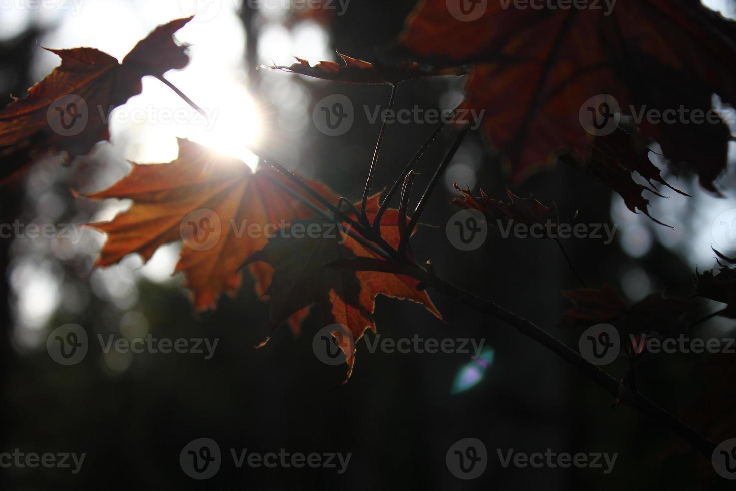 The maple leaves and the sunset were shining in the background. photo