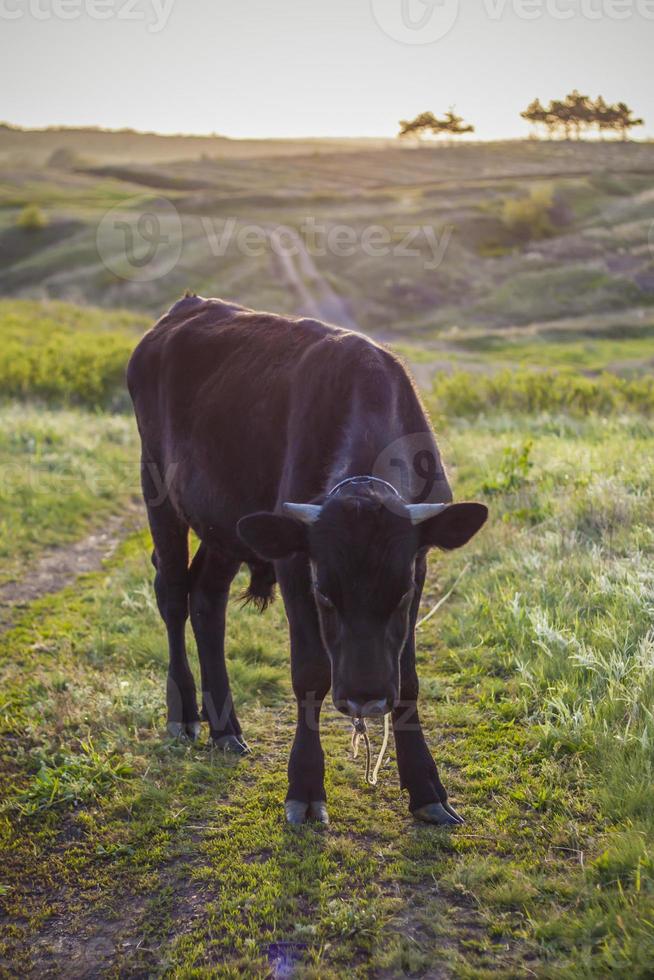 un toro pasta en un campo jugoso en primavera al atardecer. área rural. paisaje. foto