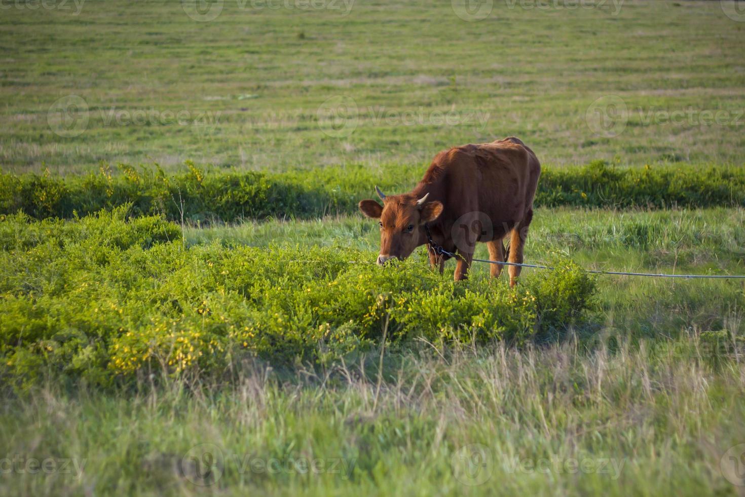 toros y vacas pastan en un campo jugoso en primavera al atardecer. área rural. foto